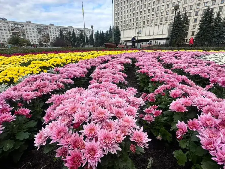 Осіннє диво на площі Лесі Українки: тисячі хризантем розквітли в центрі Києва