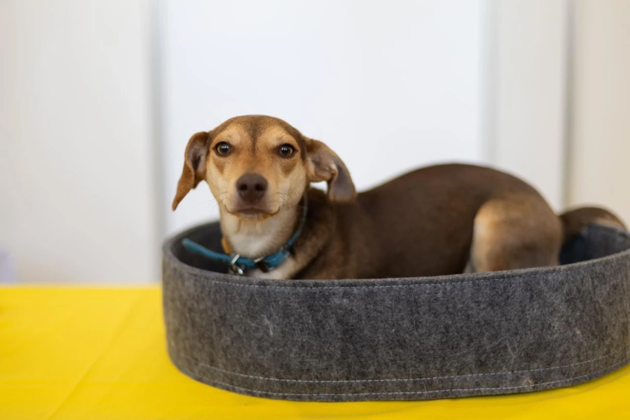 У Києві відбудеться 18-й фестиваль AdoptMe Days: тварини шукають люблячі домівки