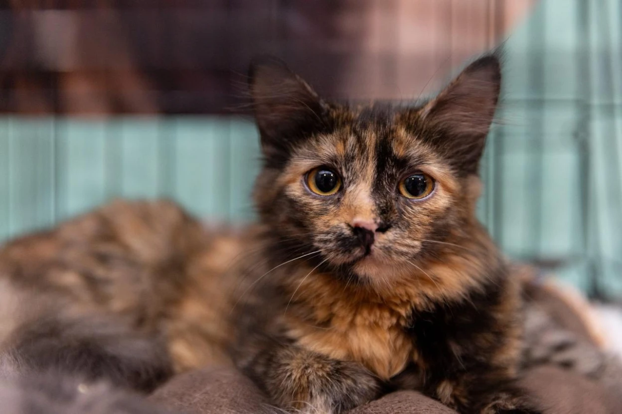 У Києві відбудеться 18-й фестиваль AdoptMe Days: тварини шукають люблячі домівки