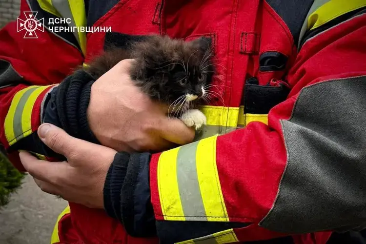 У Чернігові рятувальники ДСНС врятували кошеня, застрягле у хвіртці