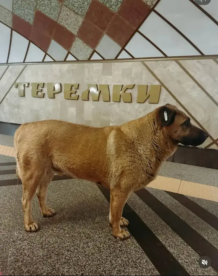 Пес Міша з метро «Теремки» знайшов люблячу родину