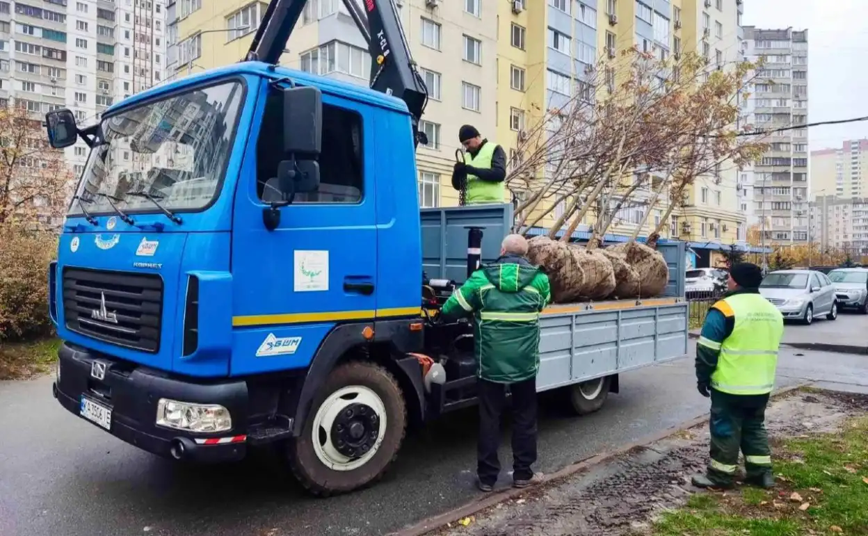 У Києві висадили нові клени та липи в двох районах столиці