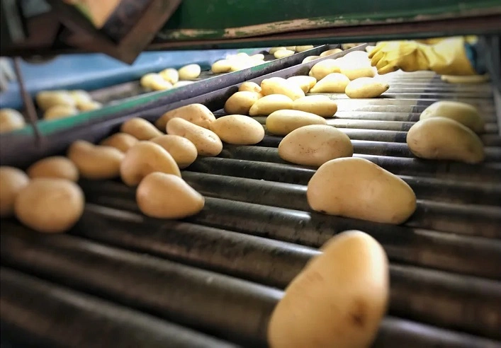 Volyn Smart Agro Cluster інвестує до €4 млн у завод сухого картопляного пюре та розширює виробничі плани