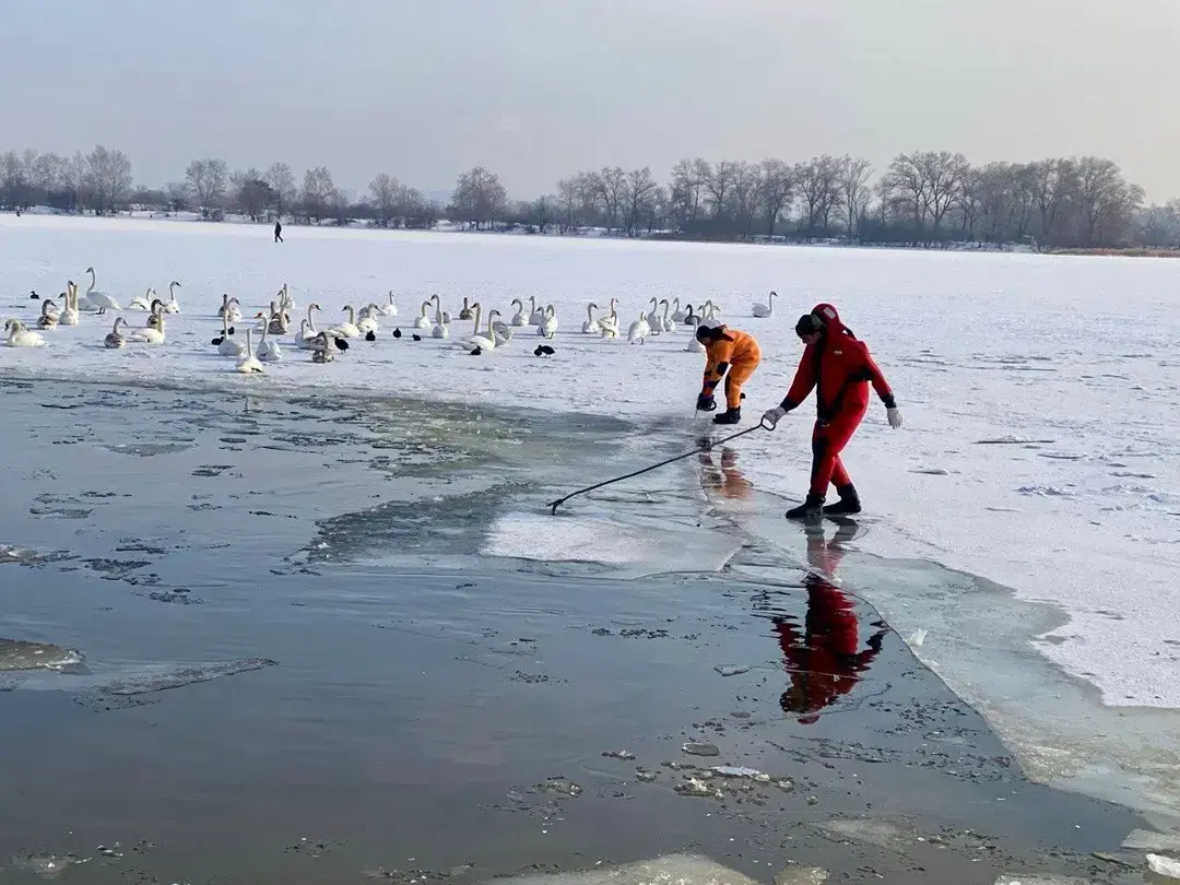 У Києві розширено ополонки для зимуючих птахів