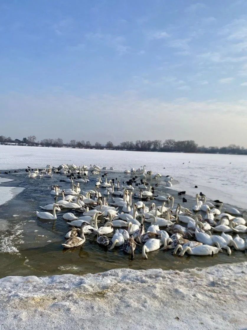 У Києві розширено ополонки для зимуючих птахів