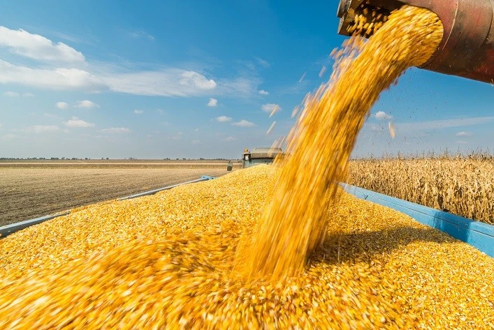 Експорт кукурудзи з України падає до мінімуму за сім років через війну та погодні умови
