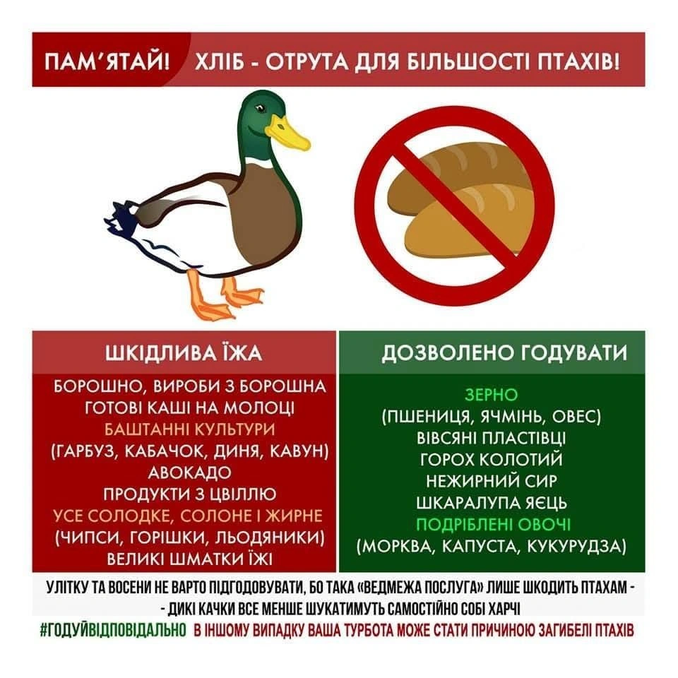 Зимовий сервіс для пернатих: у Дарницькому районі столиці з’явилися їдальні для качок