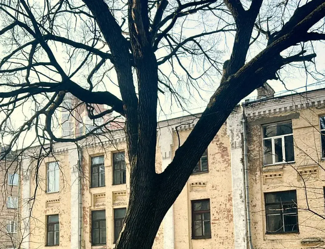 Київ узяв під охорону легендарний дуб з картини Миколи Пимоненка